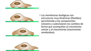 • Las membranas biológicas son
estructuras muy dinámicas (flexibles)
permitiendo a los componentes
celulares y subcelulares los cambios de
forma que acompañan al crecimiento
celular y al movimiento (movimiento
ameboideo).
 