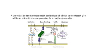 • Moléculas de adhesión que hacen posible que las células se reconozcan y se
adhieran entre sí y con componentes de la matriz extracelular.
 