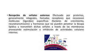 • Recepción de señales externas Efectuada por proteínas,
generalmente integrales, llamadas receptores que reconocen
moléculas (ligandos) específicas (factores de crecimiento,
neurotransmisores) y hormonas que no pueden penetrar la bicapa
lipídica y transmiten dichas señales a través de las membranas
provocando estimulación o inhibición de actividades celulares
internas.
 
