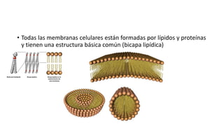 • Todas las membranas celulares están formadas por lípidos y proteínas
y tienen una estructura básica común (bicapa lipídica)
 