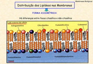 Distribuição dos Lipídeos nas Membranas
Membranas Biológicas
FORMA ASSIMÉTRICA
Há diferenças entre faces citosólica e não-citosólica
 