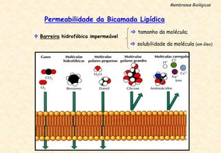 Permeabilidade da Bicamada Lipídica
 Barreira hidrofóbica impermeável
 tamanho da molécula;
 solubilidade da molécula (em óleo)
Membranas Biológicas
 