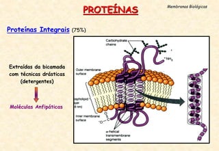 Proteínas Integrais (75%)
PROTEÍNAS
Membranas Biológicas
Extraídas da bicamada
com técnicas drásticas
(detergentes)
Moléculas Anfipáticas
 