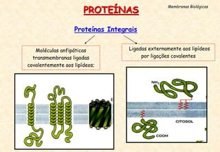 Proteínas Integrais
PROTEÍNAS
Membranas Biológicas
Moléculas anfipáticas
transmembranas ligadas
covalentemente aos lipídeos;
Ligadas externamente aos lipídeos
por ligações covalentes
 