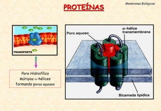 Poro Hidrofílico
Múltiplas -hélices
formando poros aquosos
PROTEÍNAS
Membranas Biológicas
TRANSPORTE
 