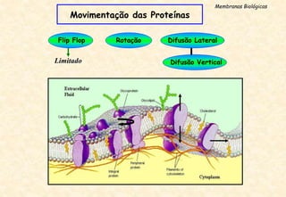 Movimentação das Proteínas
Membranas Biológicas
Flip Flop
Limitado
Rotação Difusão Lateral
Difusão Vertical
 