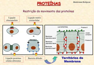 Restrição do movimento das proteínas
PROTEÍNAS
Membranas Biológicas
Ligação
citoesqueleto
Ligação matriz
extracelular
Ligação proteínas
células diferentes
Barreira difusão Territórios de
Membrana
 