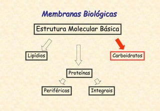 Estrutura Molecular Básica
Membranas Biológicas
Lipídios
Periféricas Integrais
Proteínas
Carboidratos
 