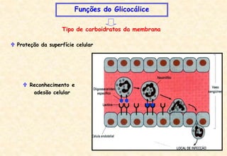Funções do Glicocálice
Tipo de carboidratos da membrana
 Proteção da superfície celular
 Reconhecimento e
adesão celular
 