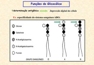 Ex. especificidade do sistema sanguíneo ABO;
Funções do Glicocálice
determinação antigênica Impressão digital da célula
 