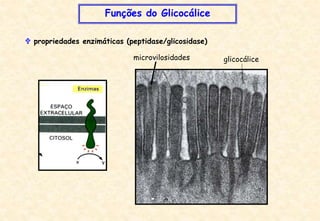 microvilosidades glicocálice
 propriedades enzimáticas (peptidase/glicosidase)
Funções do Glicocálice
 