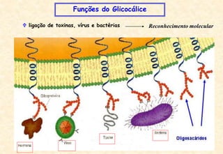 Funções do Glicocálice
 ligação de toxinas, vírus e bactérias Reconhecimento molecular
 