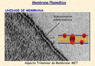 UNIDADE DE MEMBRANA
Aspecto Trilaminar da Membrana: MET
Membrana Plasmática
 