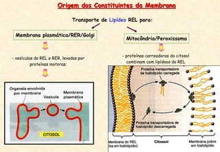 Transporte de Lipídeo REL para:
Origem dos Constituintes da Membrana
- vesículas do REL e RER, levadas por
proteínas motoras;
Membrana plasmática/RER/Golgi
- proteínas carreadoras do citosol
combinam com lipídeos do REL
Mitocôndria/Peroxissoma
 