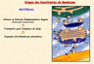 PROTEÍNAS
Origem dos Constituintes da Membrana
Síntese no Retículo Endoplasmático Rugoso
(Inserção membrana)
Transporte para Complexo de Golgi
Organela alvo/Membrana plasmática
 