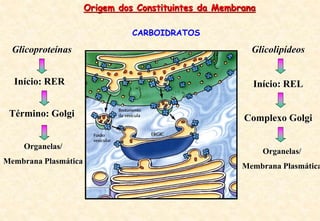 CARBOIDRATOS
Origem dos Constituintes da Membrana
Glicoproteínas
Início: RER
Término: Golgi
Organelas/
Membrana Plasmática
Glicolipídeos
Complexo Golgi
Organelas/
Membrana Plasmática
Início: REL
 