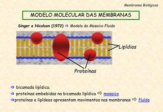  proteínas embebidas na bicamada lipídica  mosaico
proteínas e lipídeos apresentam movimentos nas membranas  fluído
 bicamada lipídica;
Lipídios
Membranas Biológicas
MODELO MOLECULAR DAS MEMBRANAS
Singer e Nicolson (1972)  Modelo do Mosaico Fluido
Proteínas
 