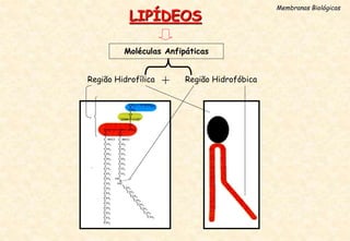 Membranas Biológicas
Moléculas Anfipáticas
LIPÍDEOS
Região Hidrofílica Região Hidrofóbica
+
 