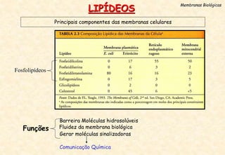 LIPÍDEOS
Principais componentes das membranas celulares
Membranas Biológicas
Funções
Barreira Moléculas hidrosolúveis
Fluidez da membrana biológica
Gerar moléculas sinalizadoras
Comunicação Química
Fosfolipídeos
 