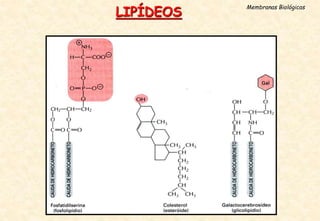 LIPÍDEOS
Membranas Biológicas
 