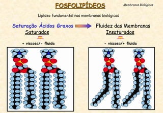 - viscosa/+ fluida
Insaturados
Saturados
+ viscosa/- fluida
Saturação Ácidos Graxos Fluidez das Membranas
FOSFOLIPÍDEOS Membranas Biológicas
Lipídeo fundamental nas membranas biológicas
 