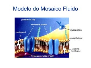 Modelo do Mosaico Fluido 