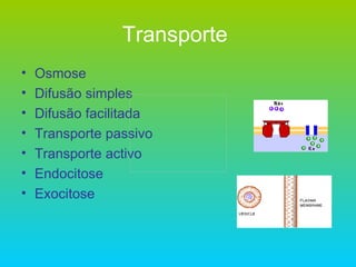 Transporte   Osmose Difusão simples Difusão facilitada Transporte passivo Transporte activo Endocitose Exocitose 