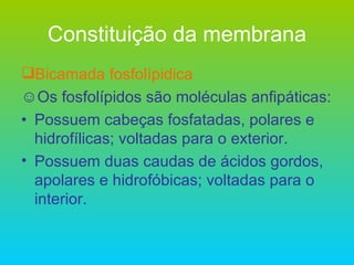 Constituição da membrana Bicamada fosfolípidica Os fosfolípidos são moléculas anfipáticas: Possuem cabeças fosfatadas, polares e hidrofílicas; voltadas para o exterior. Possuem duas caudas de ácidos gordos, apolares e hidrofóbicas; voltadas para o interior. 