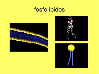 fosfolípidos 