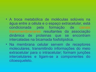 A troca metabólica de moléculas solúveis na água entre a célula e o espaço extracelular, está condicionada pela formação de  canais transmembranares  resultantes da associação dinâmica de proteinas que se encontram intercaladas na bicamada fosfolípidica. Na membrana celular servem de receptores moleculares, transmitindo informações do meio extracelular para o intracelular; formam junções intercelulares e ligam-se a componentes do citoesqueleto. 