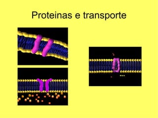 Proteinas e transporte 