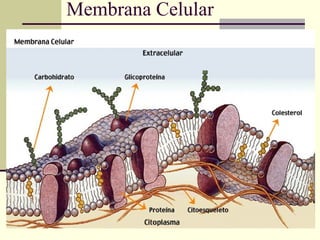 Membrana Celular 