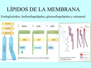 LÍPIDOS DE LA MEMBRANA Fosfoglicéridos, fosfoesfingolípidos, glucoesfingolípidos y colesterol. 