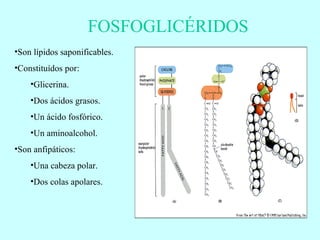 FOSFOGLICÉRIDOS Son lípidos saponificables. Constituídos por: Glicerina. Dos ácidos grasos. Un ácido fosfórico. Un aminoalcohol. Son anfipáticos: Una cabeza polar. Dos colas apolares. 