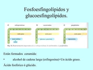 Fosfoesfingolípidos y glucoesfingolípidos. Están formados  ceramida:  alcohol de cadena larga (esfingosina)+Un ácido graso. Ácido fosfórico ó glúcido. 