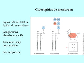 Glucolípidos de membrana Aprox. 5% del total de lípidos de la membrana Gangliosidos: abundantes en SN Funciones: muy desconocidas Son anfipáticos. 