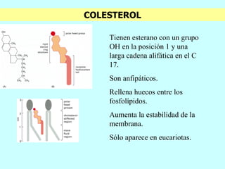 COLESTEROL Tienen esterano con un grupo OH en la posición 1 y una larga cadena alifática en el C 17. Son anfipáticos. Rellena huecos entre los fosfolípidos. Aumenta la estabilidad de la membrana. Sólo aparece en eucariotas. 