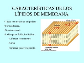 CARACTERÍSTICAS DE LOS LÍPIDOS DE MEMBRANA. Todos son moléculas anfipáticas. Forman bicapa. Se autorreparan. La bicapa es fluida, los lípidos: Difunden lateralmente. Giran  Difunden transversalmente . 