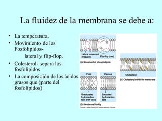 La fluidez de la membrana se debe a: La temperatura. Movimiento de los Fosfolipídos- lateral y flip-flop. Colesterol- separa los fosfol í pidos La composición de los ácidos grasos que (parte del fosfolípidos) 