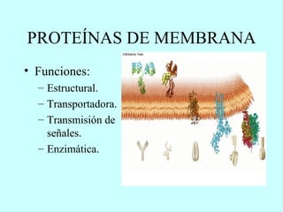 PROTEÍNAS DE MEMBRANA Funciones: Estructural. Transportadora. Transmisión de señales. Enzimática. 