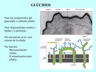 GLÚCIDOS Son los componentes del glucocálix o cubierta celular. Son oligosacáridos unidos a lípidos y a proteínas. Se encuentran en la  cara externa de la célula. Su función: Reconocimento celular. Comunicación entre células. 