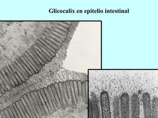 Glicocalix en epitelio intestinal 