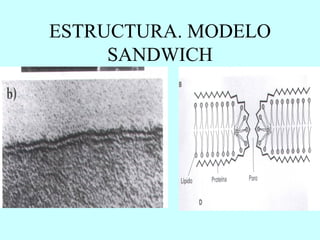 ESTRUCTURA. MODELO SANDWICH 