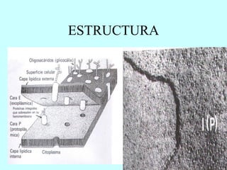 ESTRUCTURA 