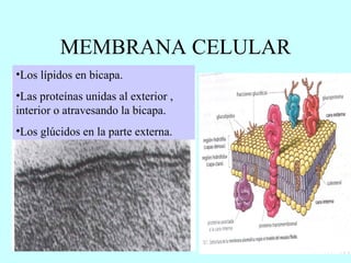 MEMBRANA CELULAR Los lípidos en bicapa. Las proteínas unidas al exterior , interior o atravesando la bicapa. Los glúcidos en la parte externa. 