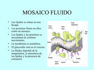 MOSAICO FLUIDO Los lípidos se sitúan en una bicapa. Las proteínas flotan en ellos  como un mosaico. Los lípidos y las proteínas se encuentran en continuo movimiento. La membrana es asimétrica. El glucocálix está en el exterior. La fluidez depende de la temperatura, la naturaleza de los lípidos y la presencia de colesterol. 