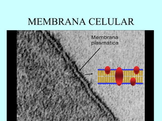MEMBRANA CELULAR 