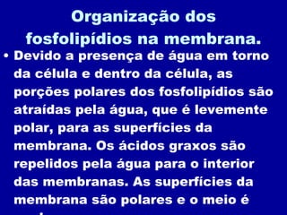Organização dos fosfolipídios na membrana. Devido a presença de água em torno da célula e dentro da célula, as porções polares dos fosfolipídios são atraídas pela água, que é levemente polar, para as superfícies da membrana. Os ácidos graxos são repelidos pela água para o interior das membranas. As superfícies da membrana são polares e o meio é apolar. 