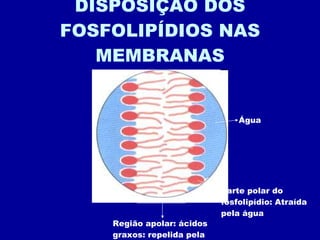 DISPOSIÇÃO DOS FOSFOLIPÍDIOS NAS MEMBRANAS Água Parte polar do fosfolipídio: Atraída pela água Região apolar: ácidos graxos: repelida pela água 