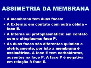 ASSIMETRIA DA MEMBRANA A membrana tem duas faces: A Externa: em contato com outra célula –  face E. A Interna ou protoplasmática: em contato com o citoplasma:  face P . As duas faces são diferentes química e eletricamente, por isto a  membrana é assimétrica . A face E tem carboidratos, ausentes na face P. A face P é negativa em relação à face E. 